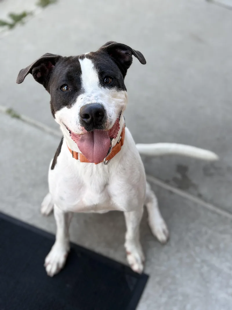 An adult medium-sized male Pit Bull Terrier dog named Bronco for adoption in Youngstown, OH