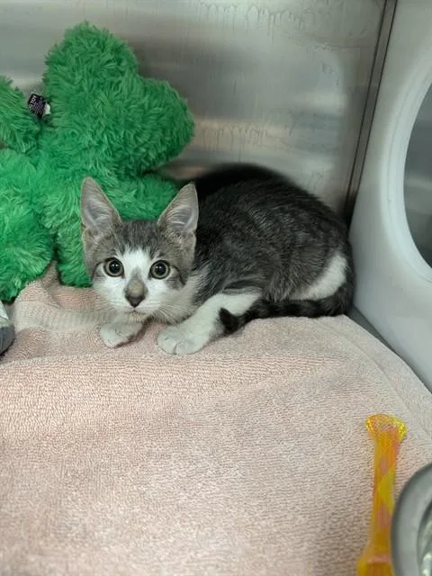 A baby small-sized male Domestic Short Hair cat named Ash for adoption in Naples, FL