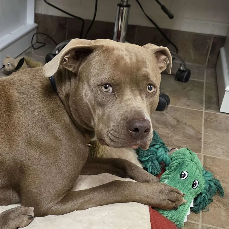An adult medium-sized female Gray / Blue / Silver Mixed Breed dog named Cali for adoption in Gloucester, VA