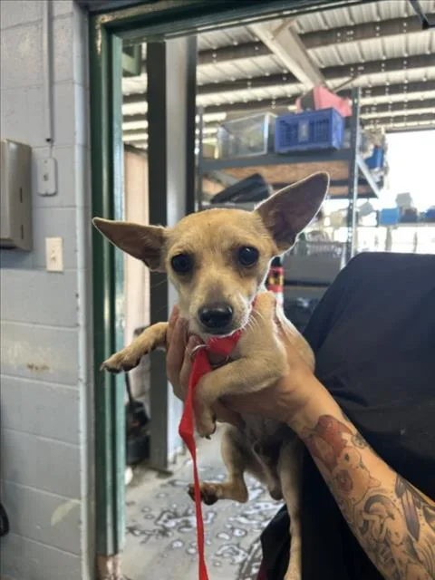An adult small-sized male Chihuahua dog named Chevy for adoption in Woodland, CA