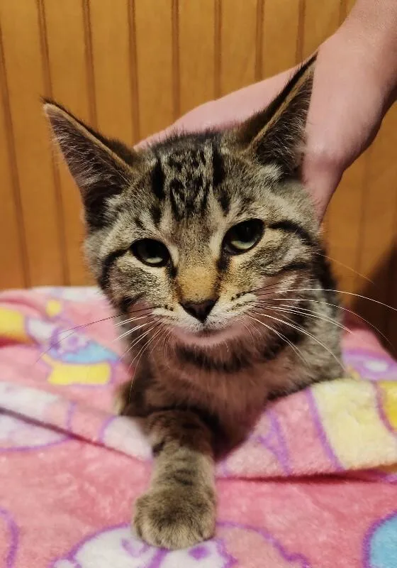 A young medium-sized male Brown / Chocolate Domestic Short Hair cat named Broth for adoption in Grand Rapids, MI