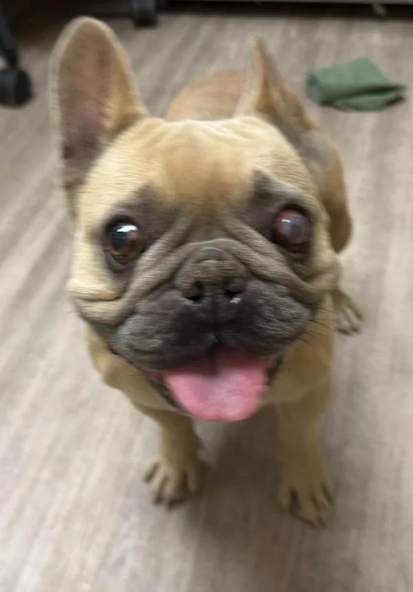 An adult small-sized female French Bulldog dog named Lilo for adoption in Oceanside, CA