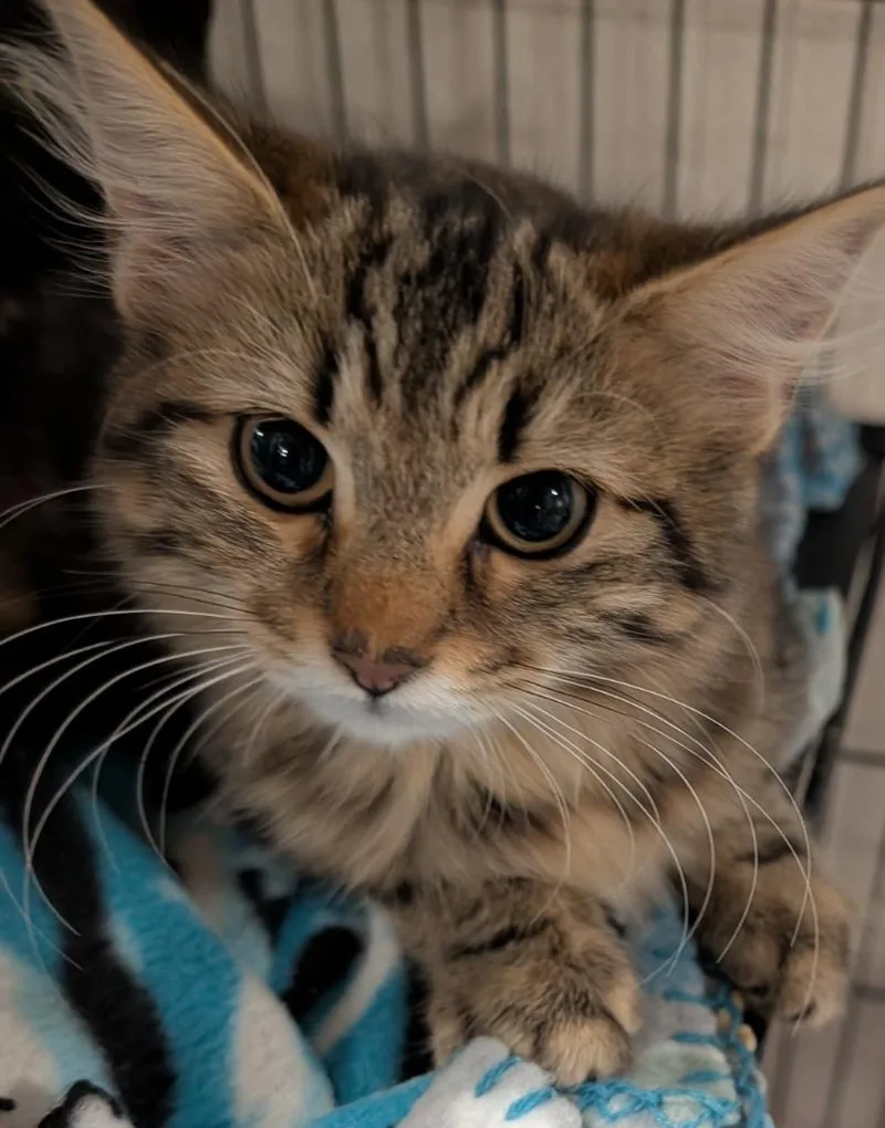 A baby small-sized female Domestic Medium Hair cat named Bonnie for adoption in Elizabethton, TN