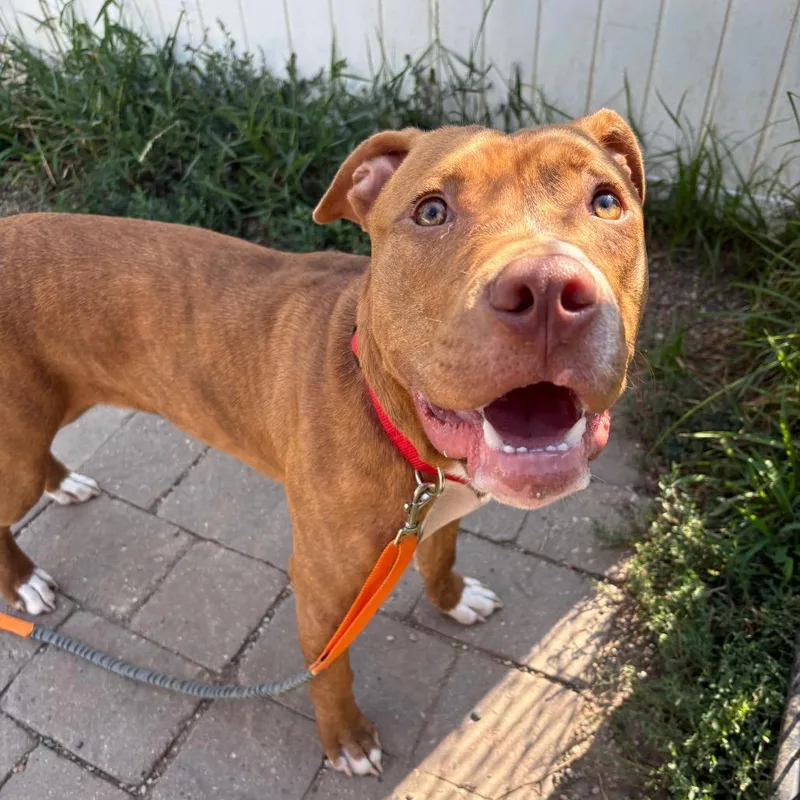 A young small-sized male Brindle Boxer dog named Diesel for adoption in West Des Moines, IA