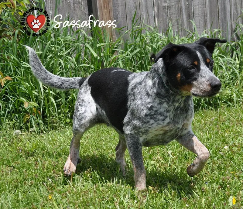 Sassafras thumbnail 3