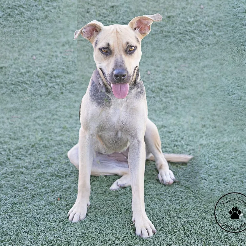 An adult medium-sized female Yellow / Tan / Blond / Fawn Shepherd dog named Ponyta for adoption in Abilene, TX