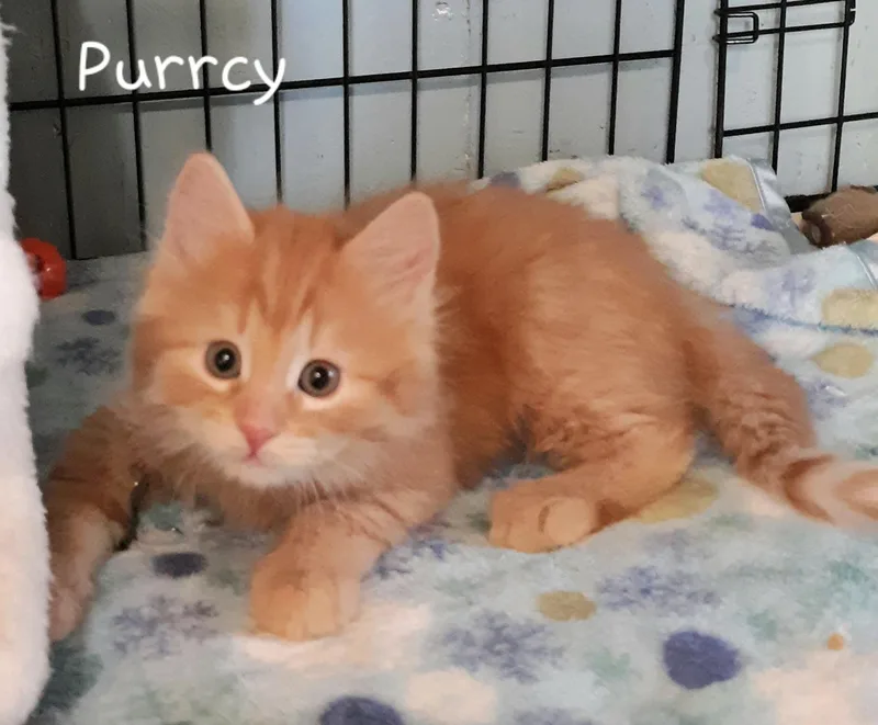A baby small-sized male Domestic Medium Hair cat named Purrcy for adoption in Buhl, ID