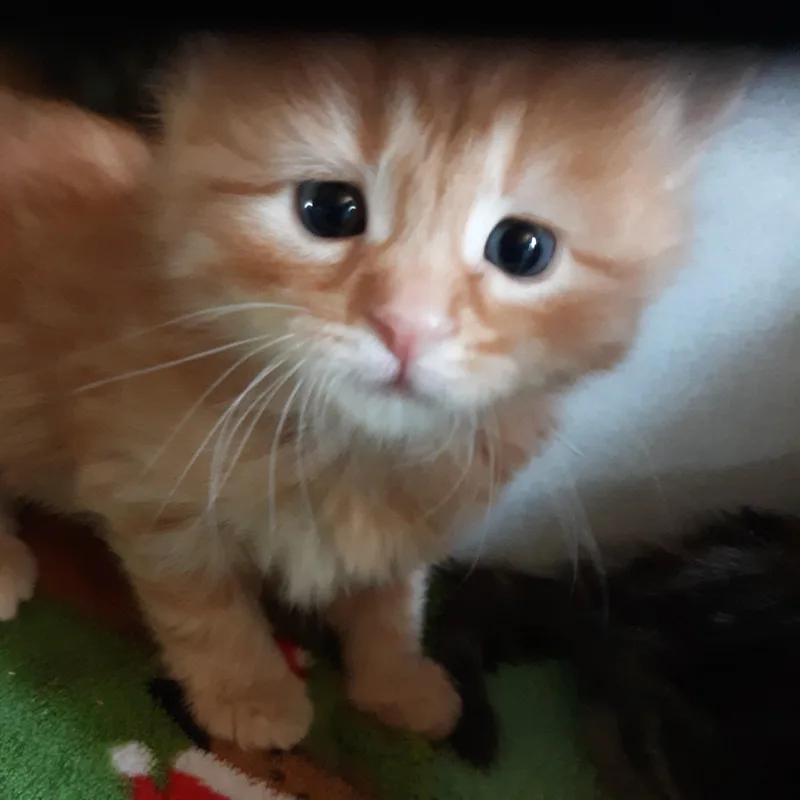 Purrcy thumbnail 2