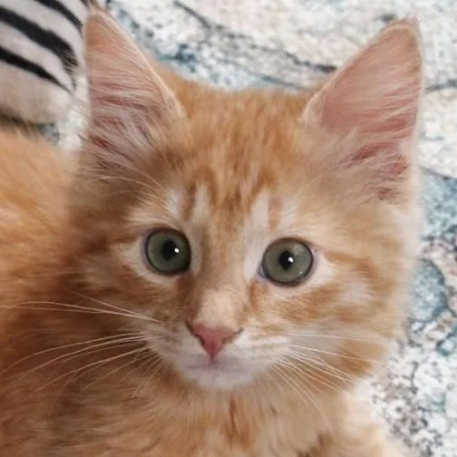 Purrcy thumbnail 4