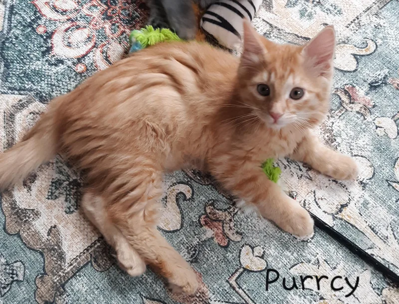 Purrcy thumbnail 5