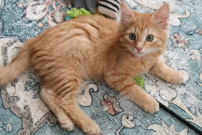 Purrcy thumbnail 6