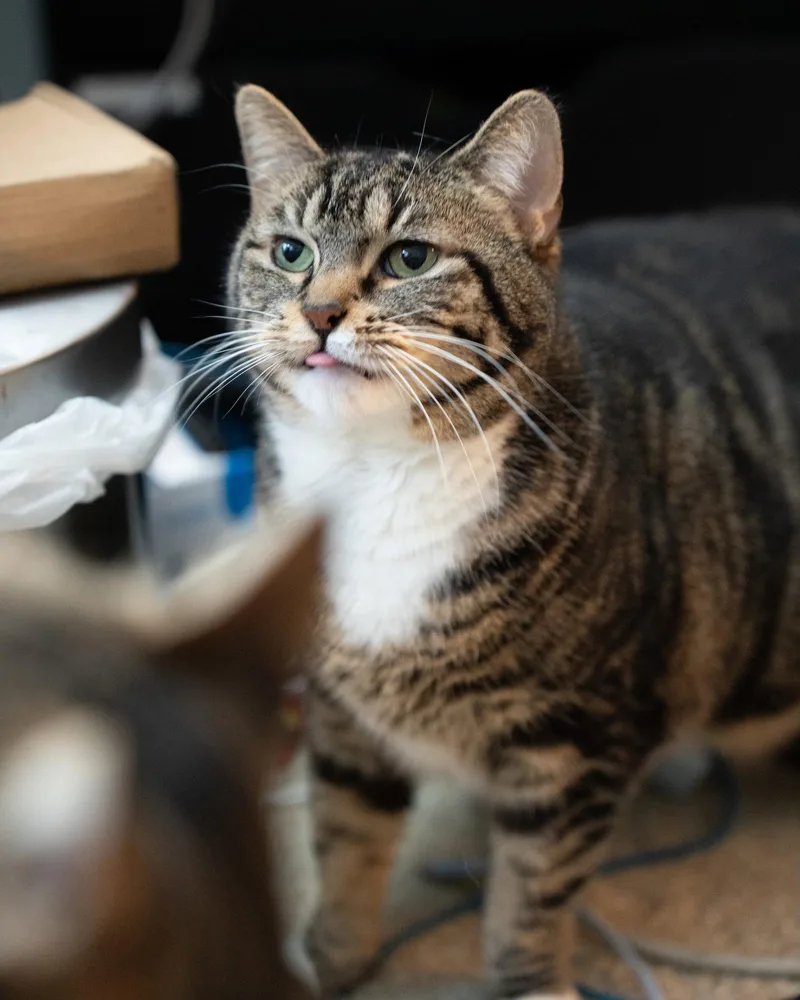 A young medium-sized female Domestic Short Hair cat named Risotto for adoption in Brooklyn, NY