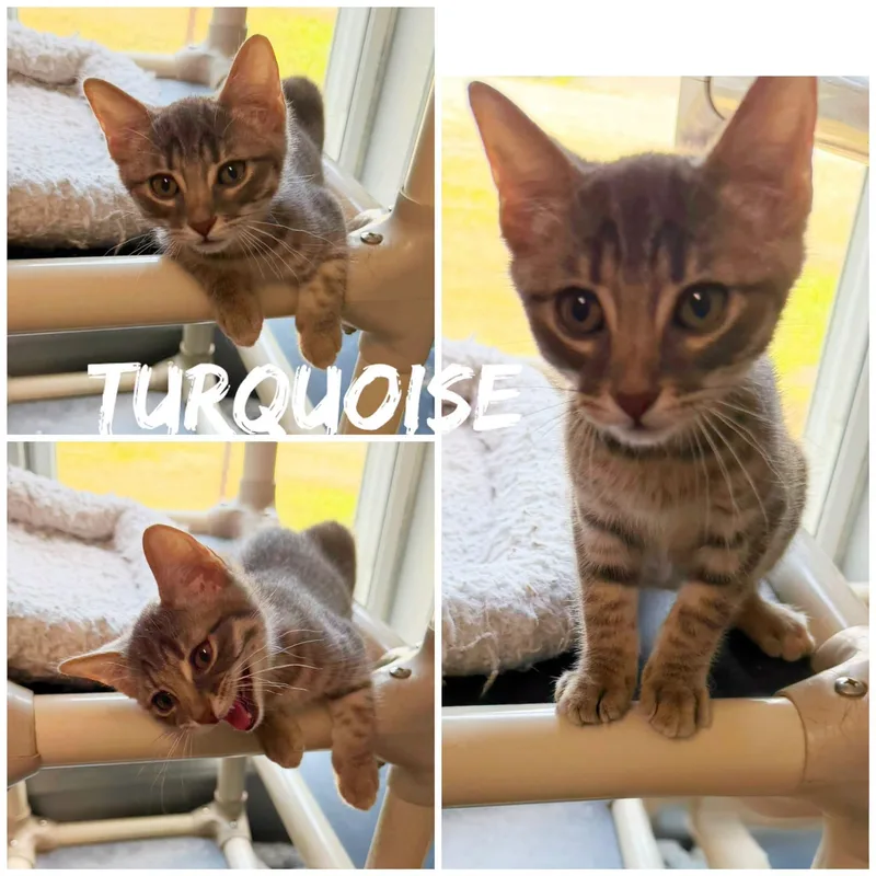 A young medium-sized male Tabby (Buff / Tan / Fawn) Domestic Short Hair cat named Turquoise for adoption in Saint James, MO