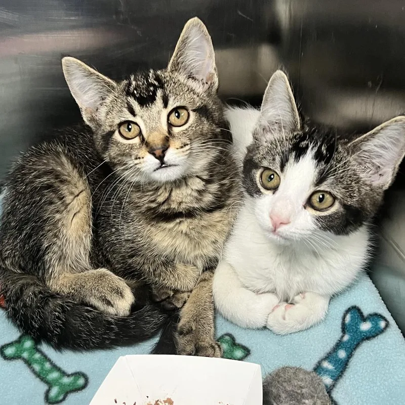 A baby small-sized male Brown / Chocolate Domestic Medium Hair cat named Fullmetal for adoption in Matteson, IL