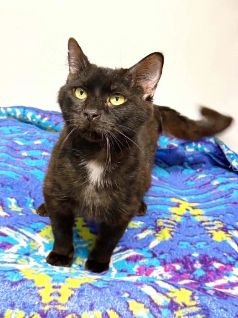 An adult large-sized male Domestic Short Hair cat named Sal for adoption in Effingham, IL