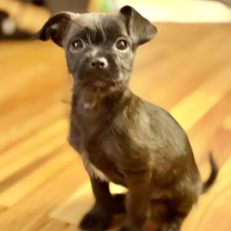 A baby small-sized male Pug dog named Nacho for adoption in Copiague, NY