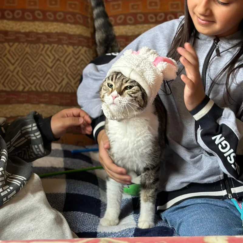 An adult medium-sized female Domestic Short Hair cat named Sandra for adoption in New York, NY