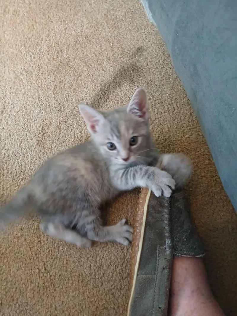 A baby medium-sized female Dilute Calico Domestic Short Hair cat named Maisey for adoption in Kenhorst, PA
