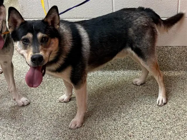 A young large-sized male Siberian Husky dog named Luca for adoption in Colorado Springs, CO