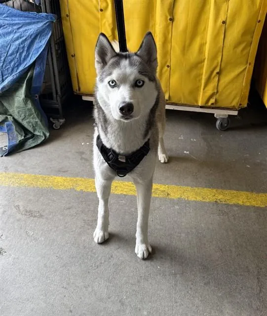 Felonie