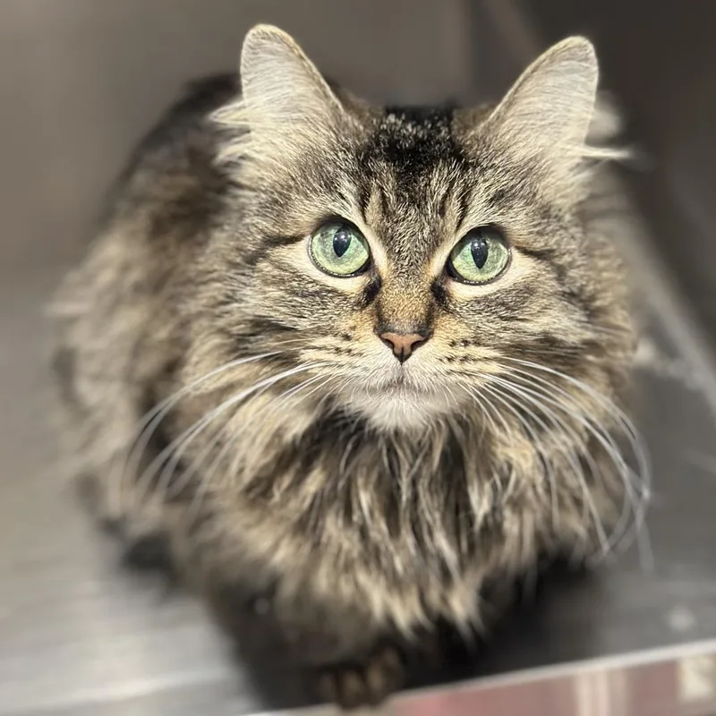 A young small-sized female Brown / Chocolate Domestic Medium Hair cat named Sprite for adoption in Matteson, IL