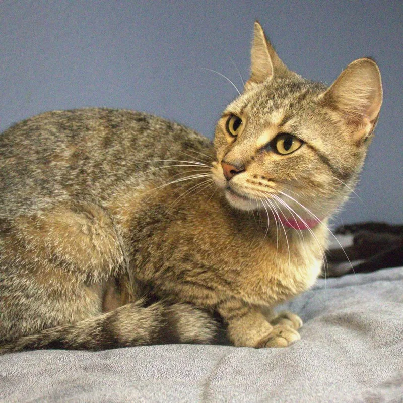 A young medium-sized female Brown / Chocolate Domestic Short Hair cat named Bellini for adoption in Lakeland, FL