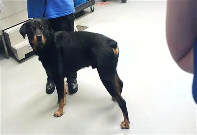 A young large-sized male Rottweiler dog named Dior for adoption in Fayetteville, NC