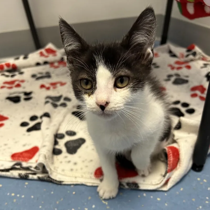A baby small-sized female Domestic Short Hair cat named Tango for adoption in Watertown, NY