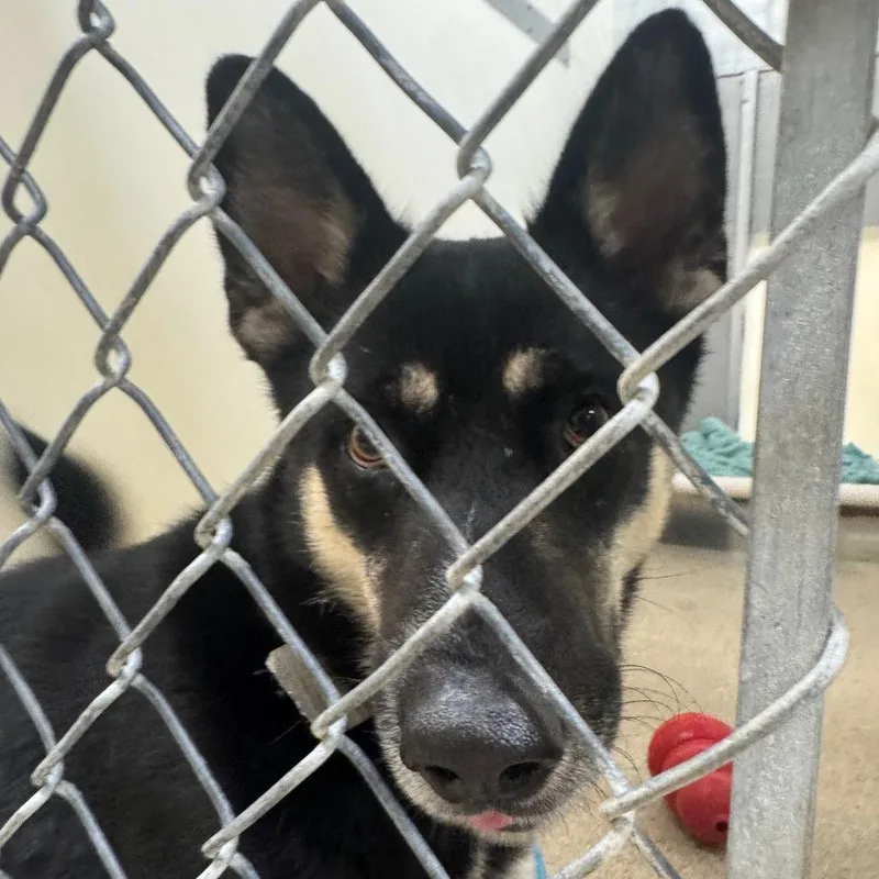 An adult medium-sized female Black Husky dog named Luna for adoption in Pekin, IL