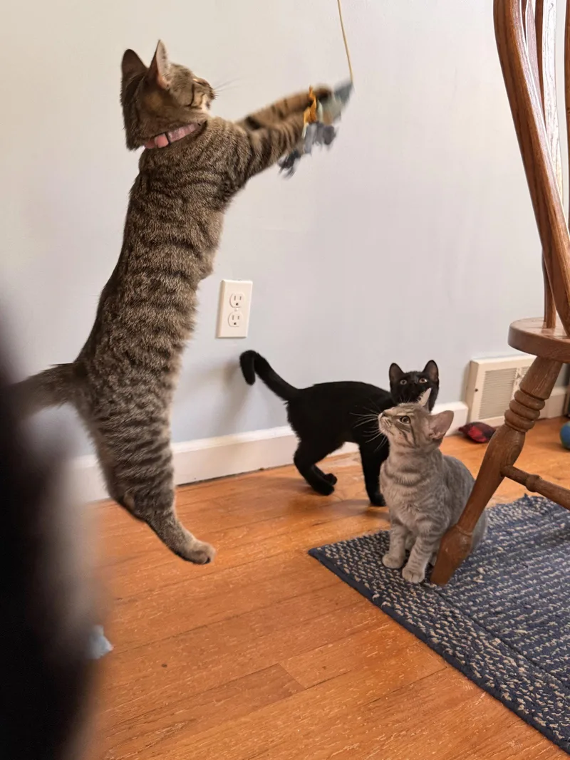 A baby medium-sized female Black Domestic Short Hair cat named Seis for adoption in Walled Lake, MI