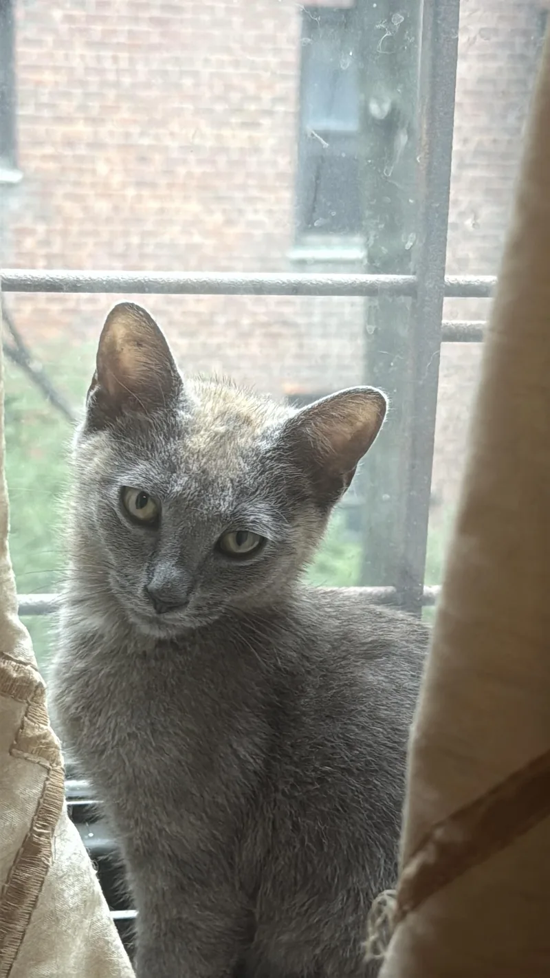 A baby small-sized female Domestic Short Hair cat named Lily for adoption in Brooklyn, NY
