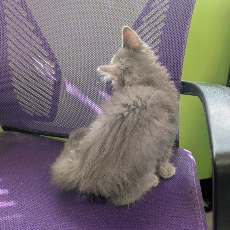 A baby small-sized male Gray / Blue / Silver Domestic Medium Hair cat named Fruity Pebbles for adoption in Emporia, KS