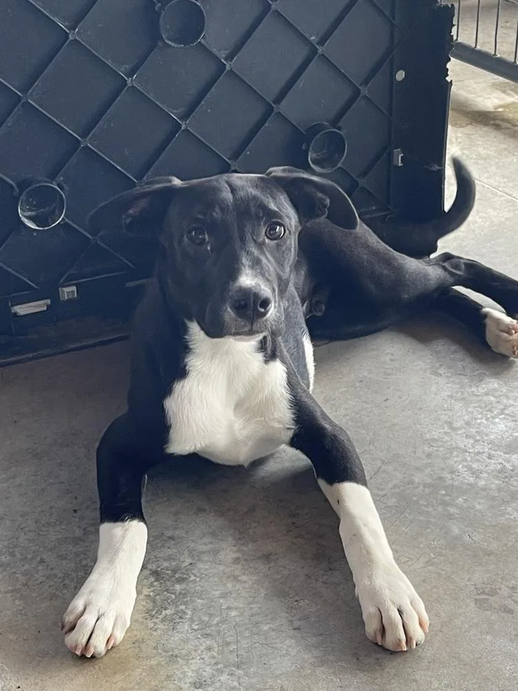 Porter