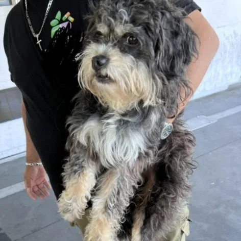 An adult medium-sized male Poodle dog named Liquorice for adoption in Los Angeles, CA