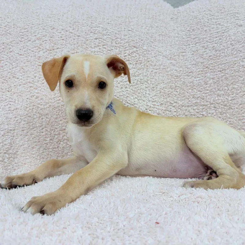 A baby small-sized male White / Cream Labrador Retriever dog named Whyatt for adoption in Parker, CO