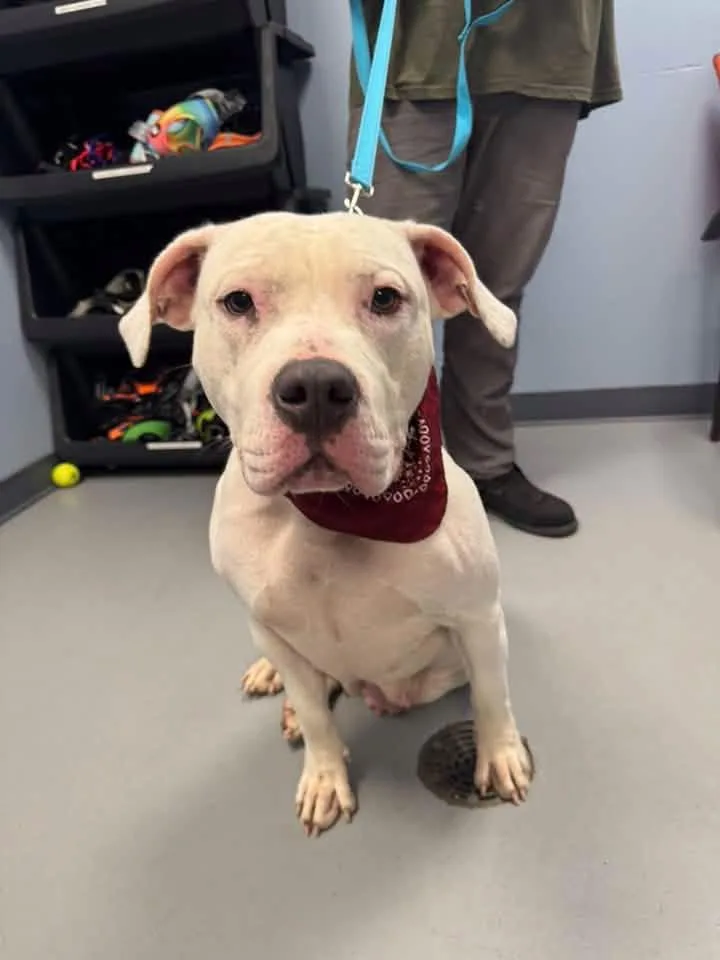 An adult large-sized female Terrier dog named Moana for adoption in Zanesville, OH