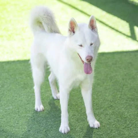 A young medium-sized female Siberian Husky dog named Noelle for adoption in Camarillo, CA