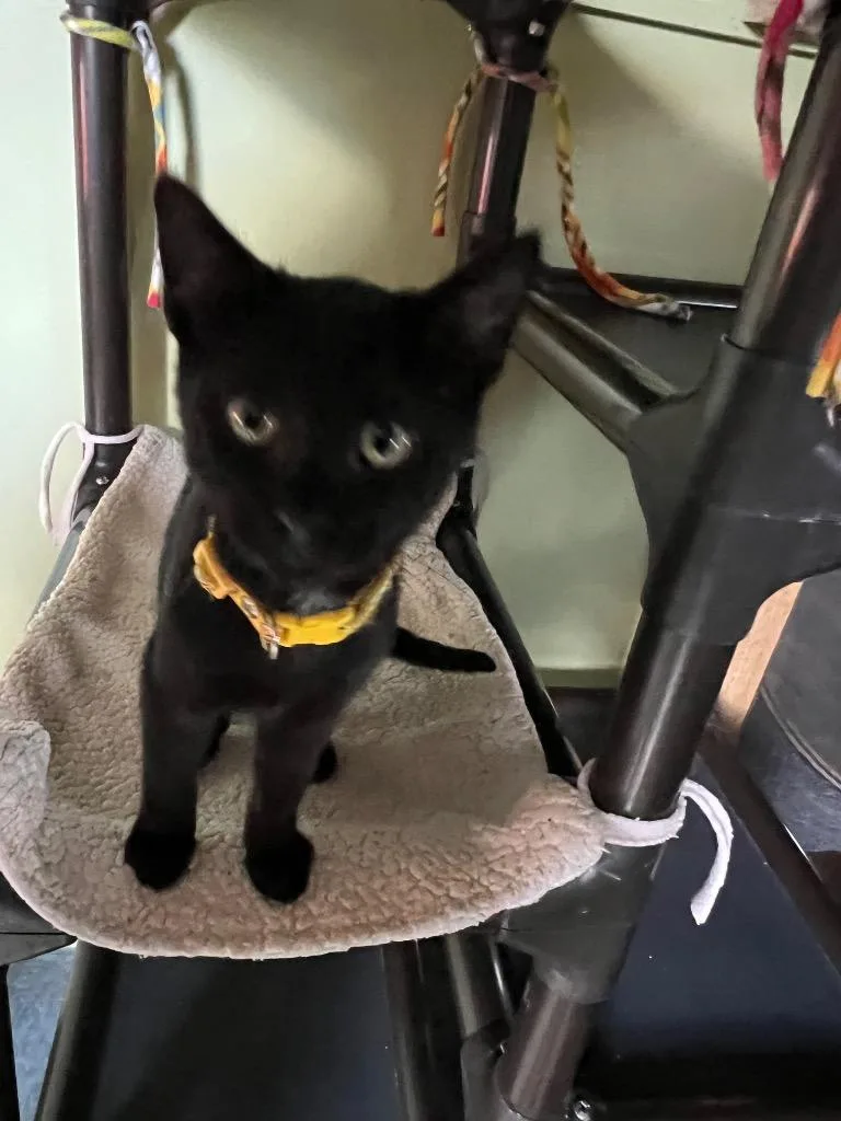 A baby medium-sized male Domestic Short Hair cat named Weston for adoption in Rice Lake, WI