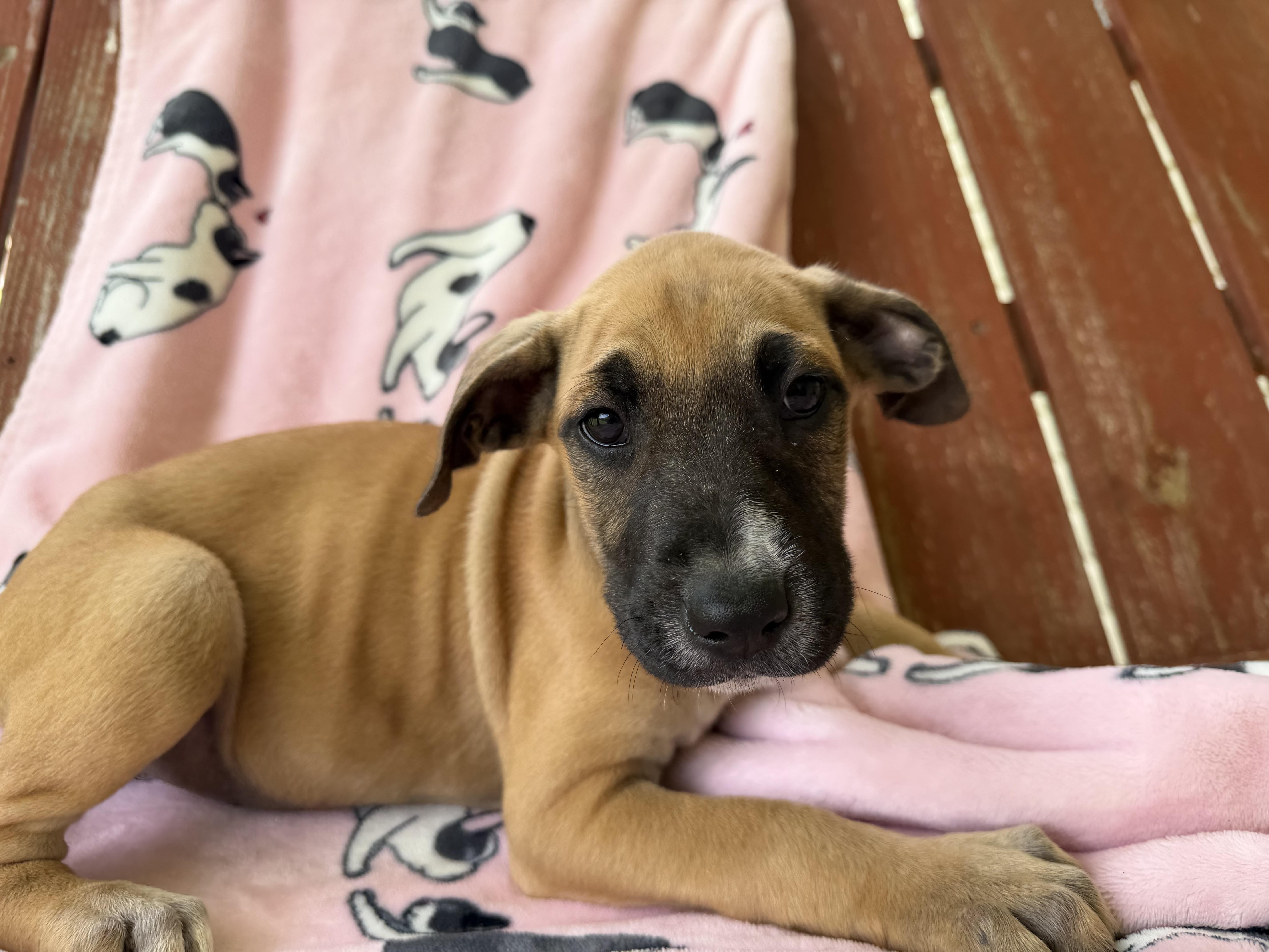 Mae Mojito thumbnail 2