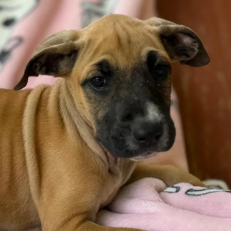 A baby medium-sized female Yellow / Tan / Blond / Fawn Boxer dog named Mae Mojito for adoption in Andover, MA