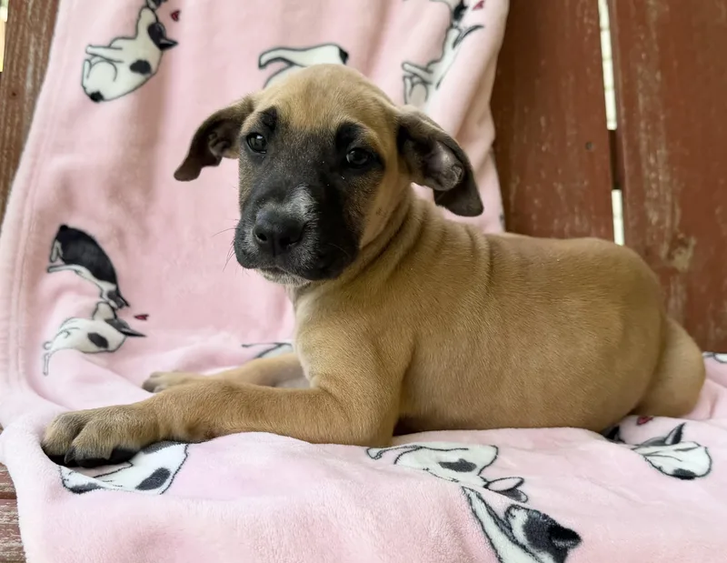 Mae Mojito thumbnail 3