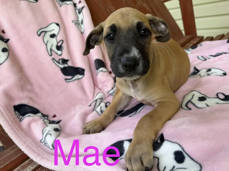 Mae Mojito thumbnail 4