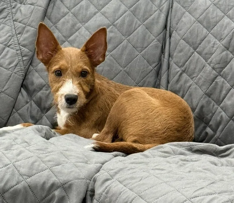 A baby small-sized female Terrier dog named Leia for adoption in Cheektowaga, NY