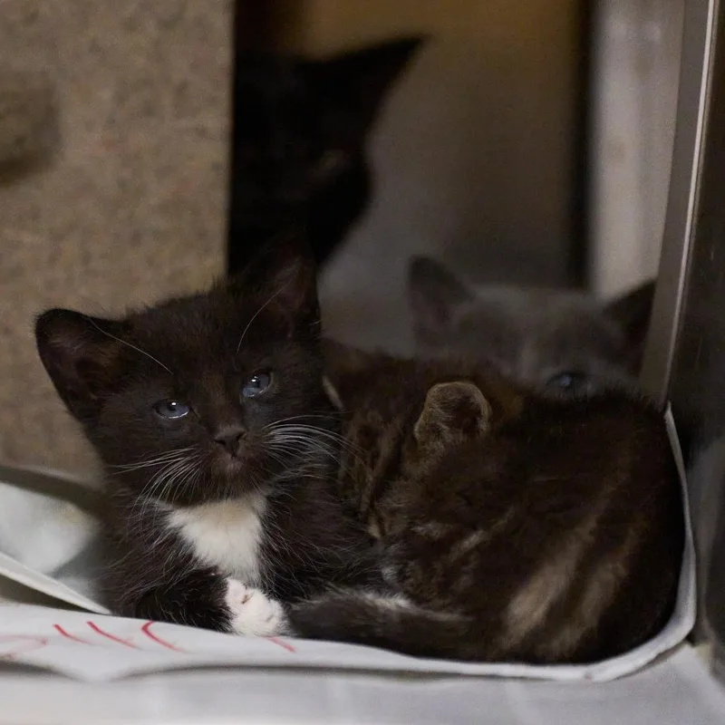 A baby small-sized male Gray / Blue / Silver Domestic Medium Hair cat named Tay for adoption in Memphis, TN