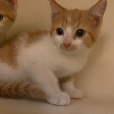A baby small-sized male Orange / Red Domestic Short Hair cat named Ducky for adoption in Dayton, OH