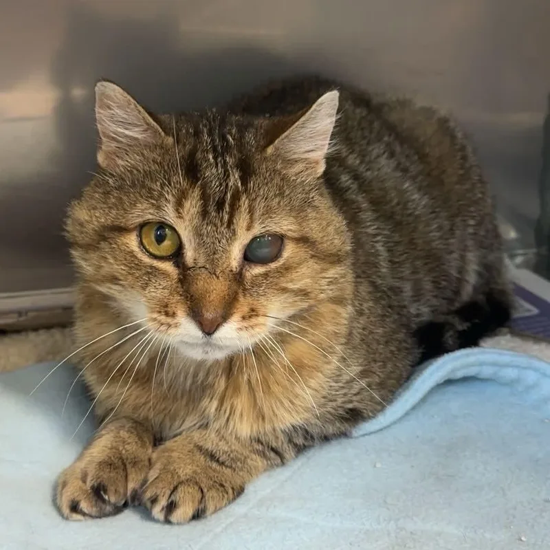An adult medium-sized male Tabby (Tiger Striped) Domestic Short Hair cat named Archie for adoption in Exeter, RI