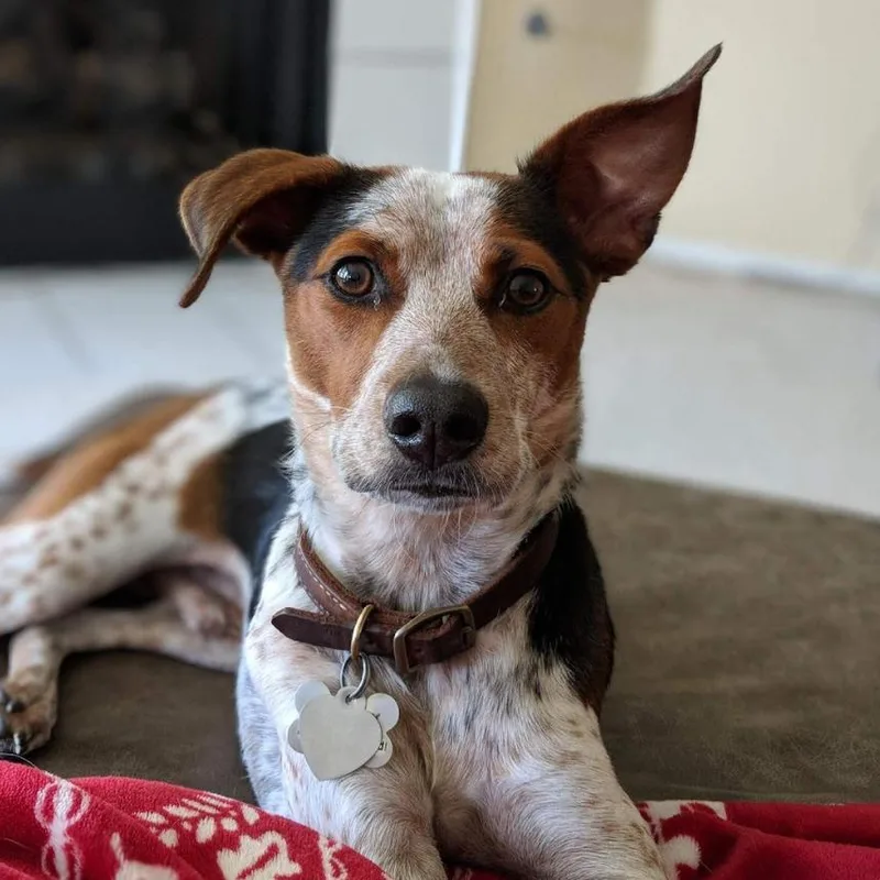 A senior medium-sized male Shepherd dog named Zeke Vi for adoption in Dallas, TX