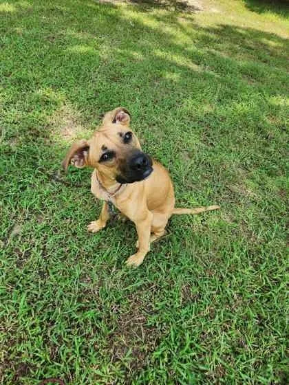 An adult medium-sized female White / Cream Black Mouth Cur dog named Tula for adoption in Houston, TX