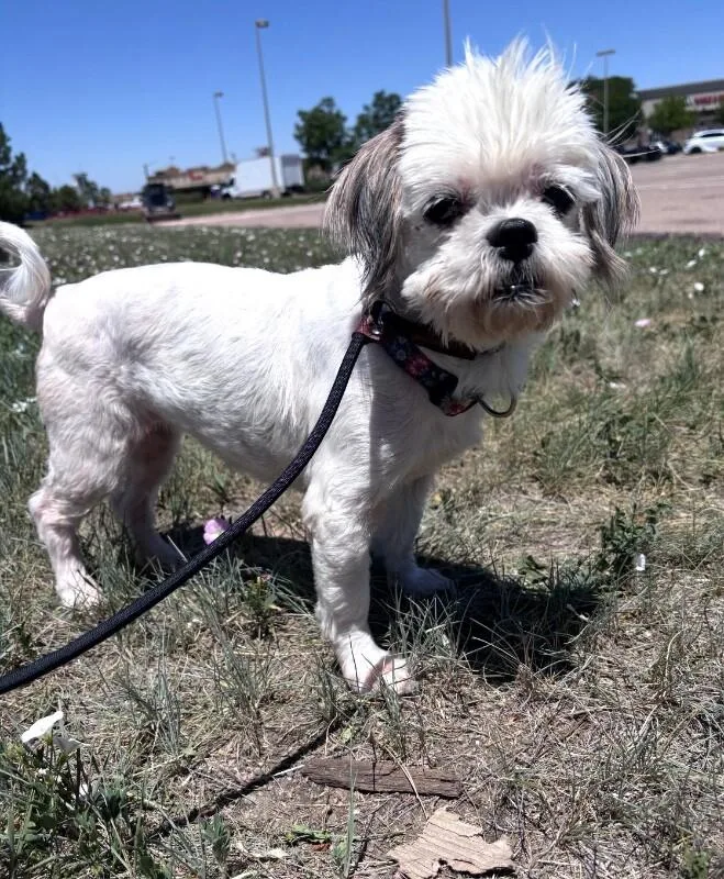 Little Lady