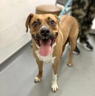 An adult large-sized male Labrador Retriever dog named Loki for adoption in Seattle, WA